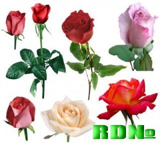 Розы - клипарт в формате PNG