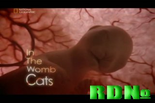 Жизнь до рождения. Кошки. / Life before birth. In the womb cats.