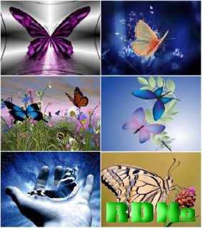 Butterflies Wallpapers