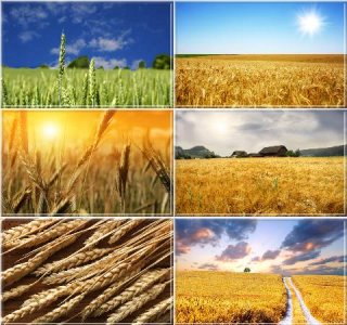 Ослепительно прекрасные пшеничные поля