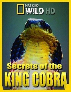 Загадки королевской кобры / Secrets of the King Cobra (2009) HDTVRip