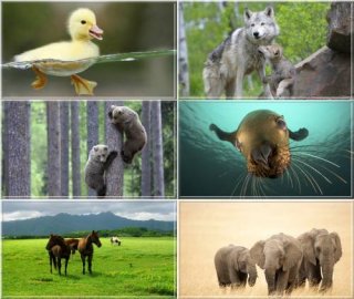 Animals Wallpapers - Животные