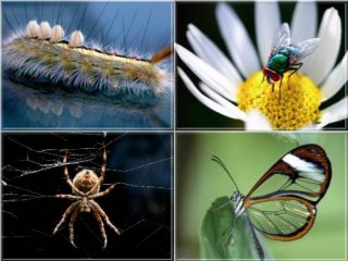 Большая коллекция насекомых и пауков