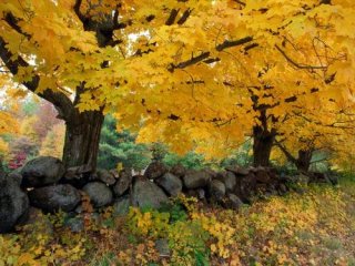 Осень - желтые деревья и падающая листва