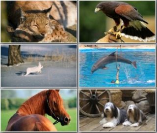 Царство животных [Full HD Animals]