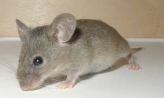 Ученые создали трансгенных мышей