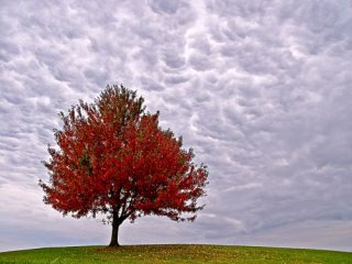 Красивые Осенние Обои Деревьев
